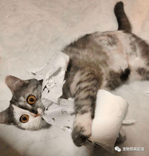 猫萌最新爆料,最新爆料带你走进神秘猫界